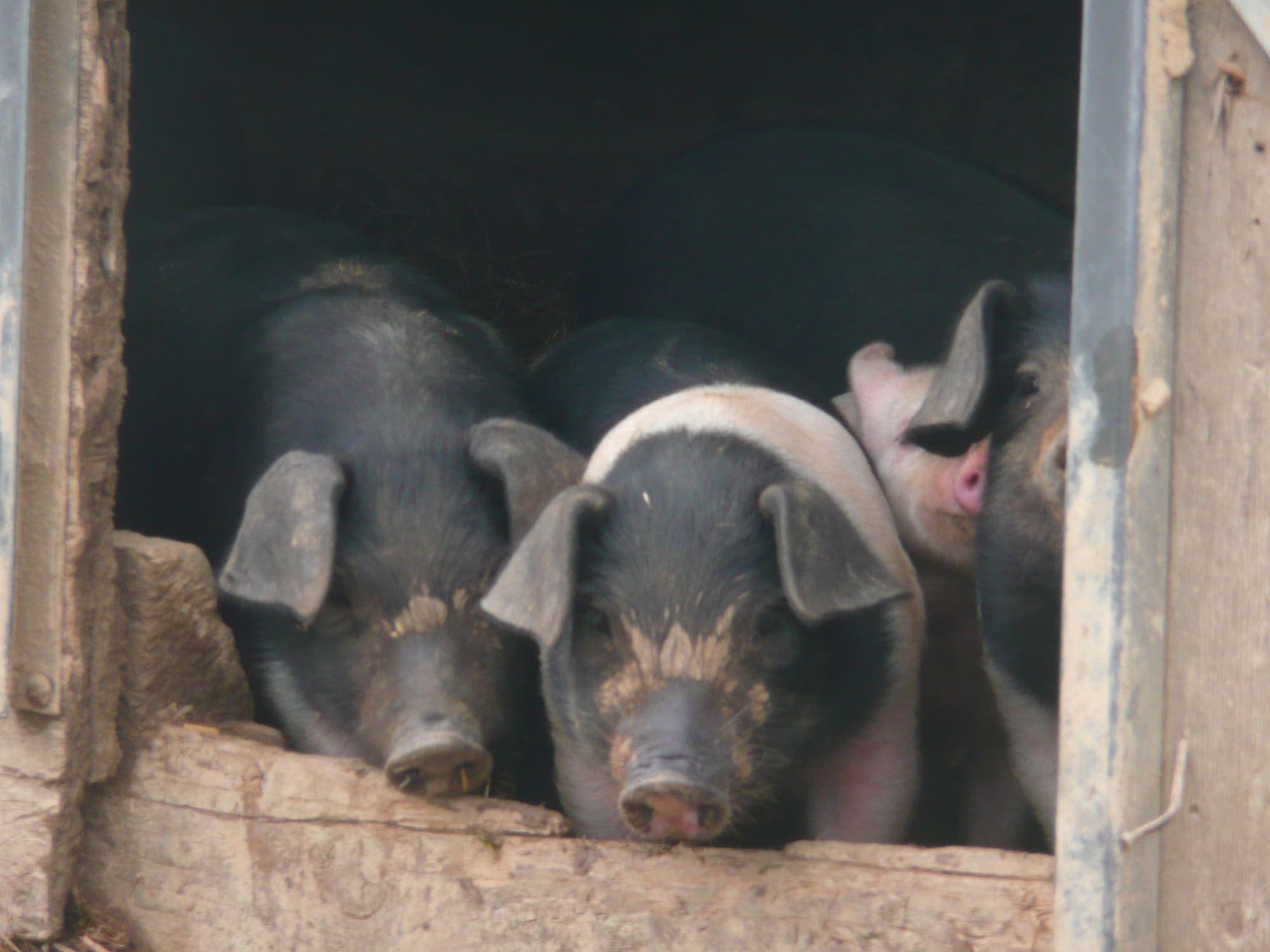 Trois porcelets noirs et roses passent la tête par la porte de leur cabane